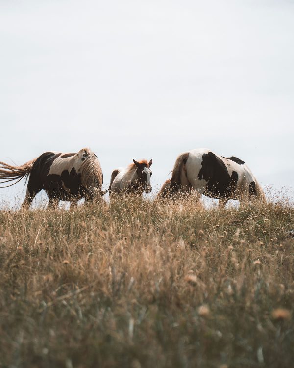 Abruzzo Vintage - Dopo